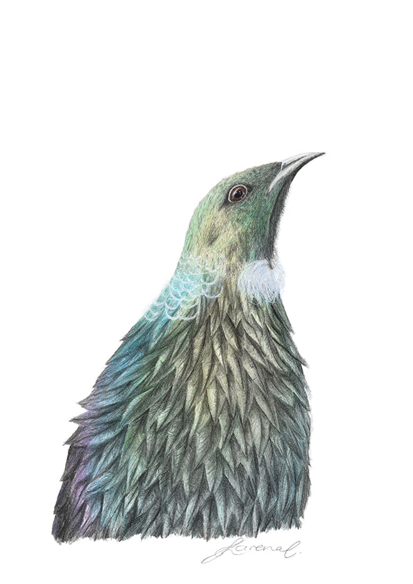Tūi - Art Print