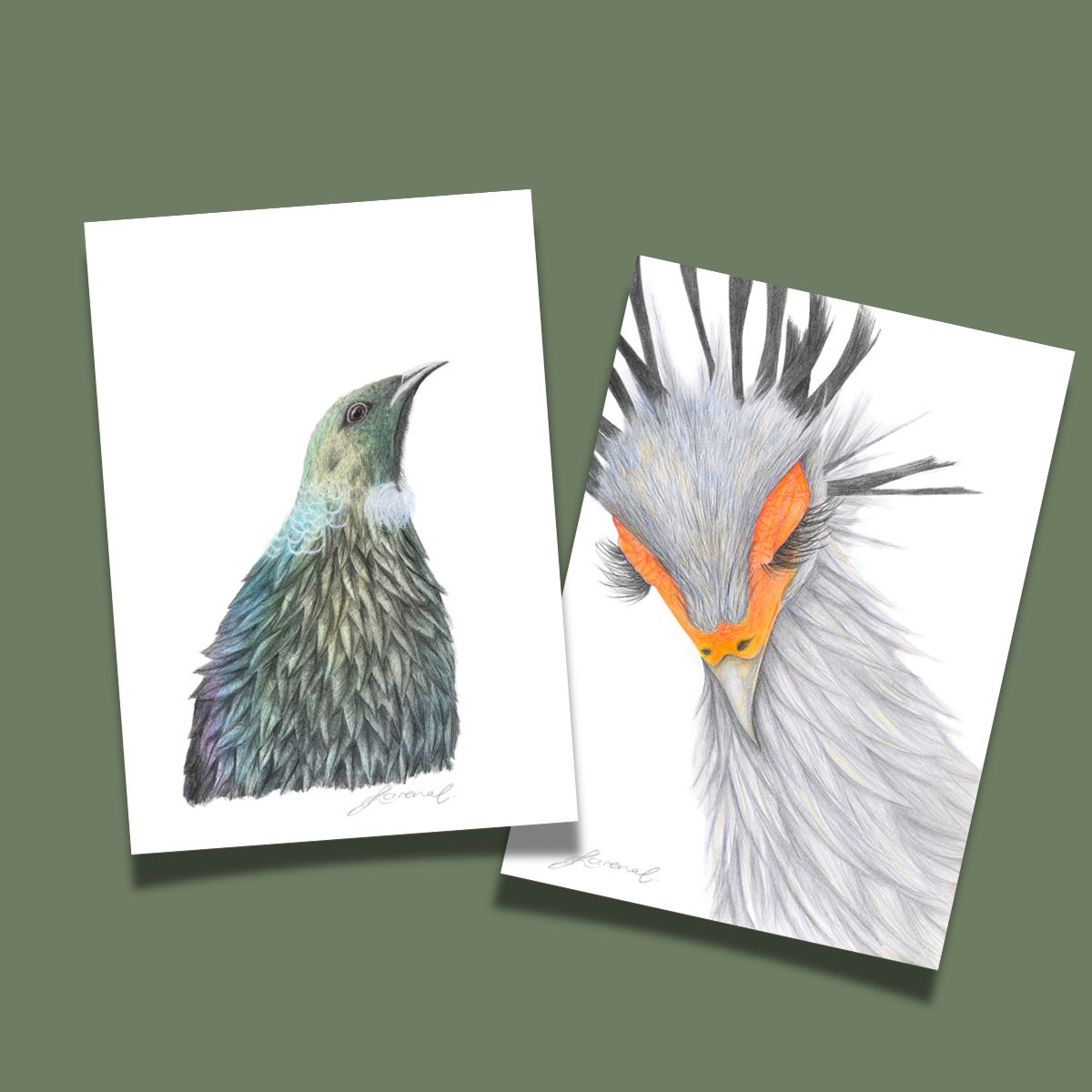 Birds