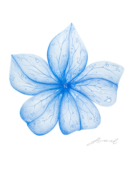 Blue Flower - Art Print