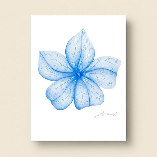 Blue Flower - Coloured Pencil Art Print