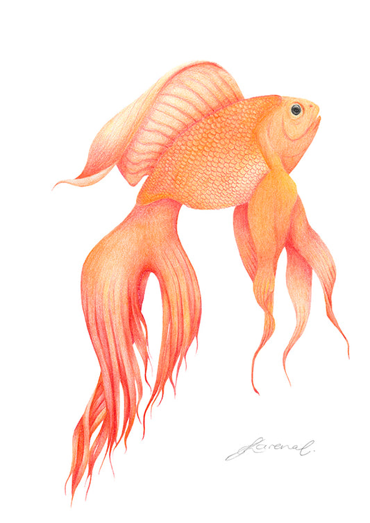 Goldfish - Art Print