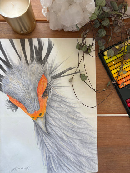 Secretary Bird - Coloured Pencil Art Print