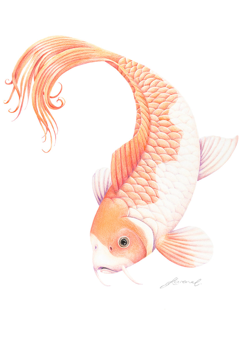 Koi Fish - Art Print