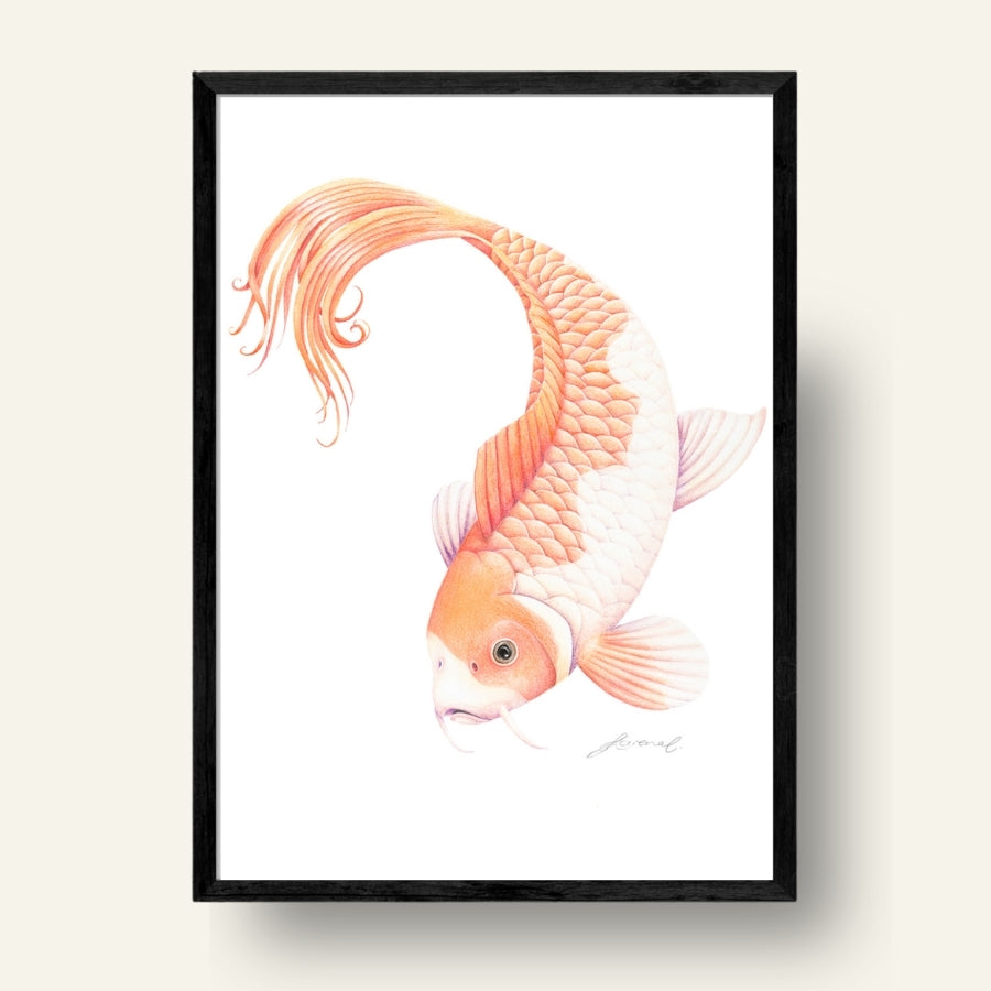 Koi Fish - Art Print