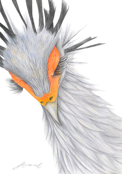 Close-up of a bird's head with detailed feathers on a white background