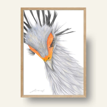 Secretary Bird - Coloured Pencil Art Print