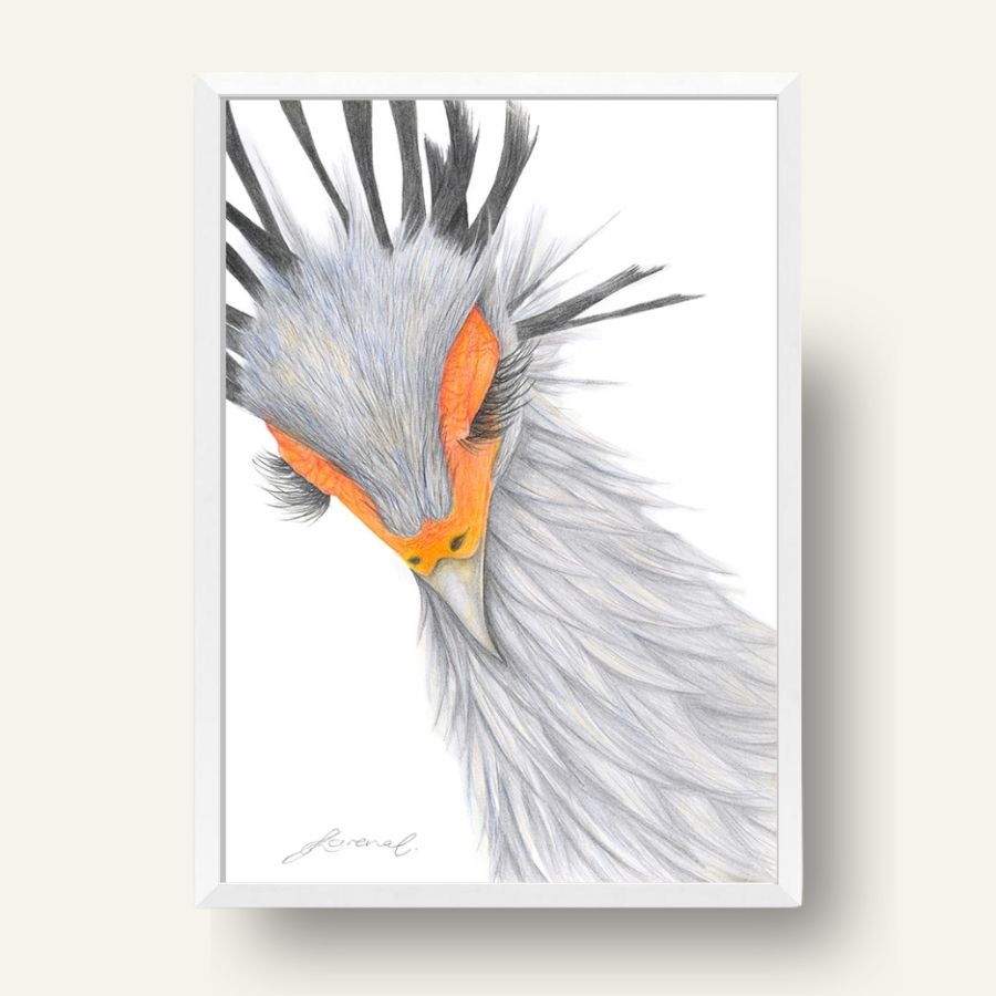 Secretary Bird - Coloured Pencil Art Print