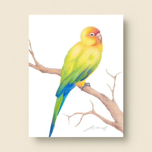 Sun Conure Bird - Coloured Pencil Art Print