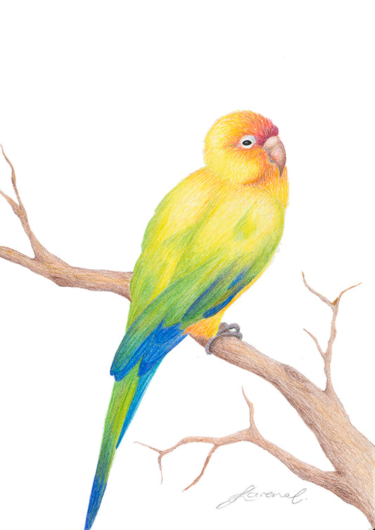 Sun Conure Bird - Art Print